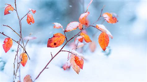 冰冻寒潮暴雪大风！四预警齐发！这些地区注意防范北京时间