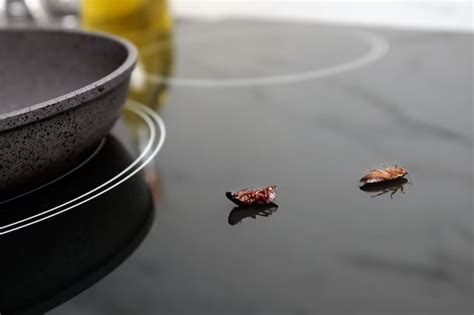 Comment Loigner Les Insectes Ressemblant Au Cafard De Votre Maison