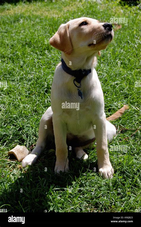 Yellow Lab Corgi Mix Puppy