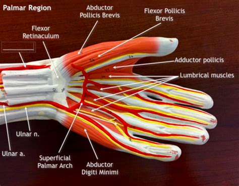 Muscles Upper Limb Slides Flashcards Quizlet