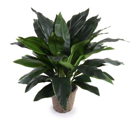 Aspidistra Plant, 36 | Plants, Artificial plants, Indoor plant pots