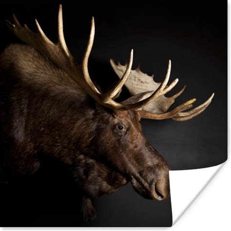 Poster Eland Bruin Gewei 100x100 Cm XXL Bol