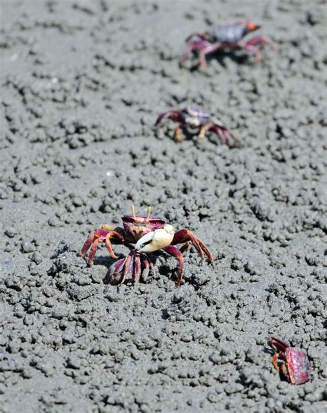 West African Fiddler Crab From Tanji The Gambia On November 30 2012