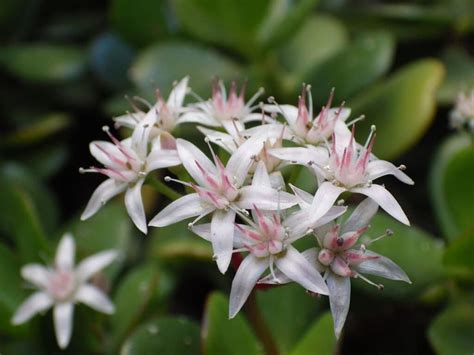 Cómo es la flor del árbol de jade