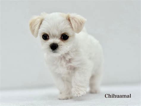 ミックス 】大きな瞳の人気ミックス犬！良いとこどりのチワマルちゃん | マルワンBLOG | ペットショップ マルワン 小さめ子犬 美形な子猫 ...
