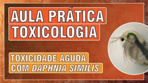 Aula Pr Tica Teste De Toxicidade Aguda Daphnia Similis Youtube