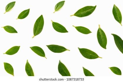 Green Leaves Isolated On White Background Stock Photo 1087318733 ...