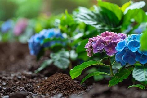 Booster la floraison des hortensias avec du marc de café est ce une