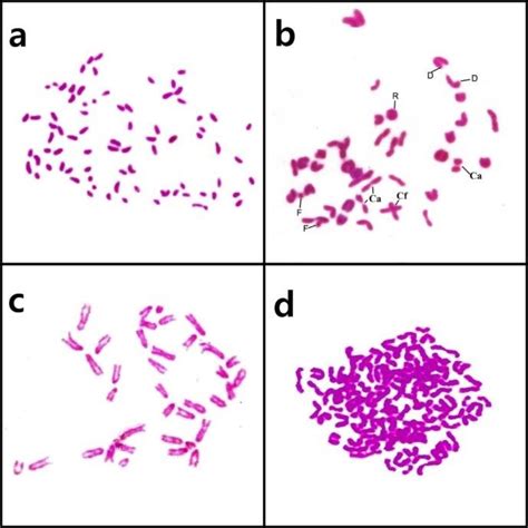 Photomicrograph Of Metaphase Bone Marrow Chromosomes Of Mice Showing A