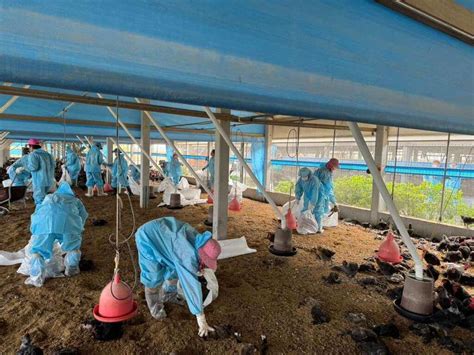 雲林1土雞場確診h5n1禽流感 撲殺逾24萬隻 地方 中央社 Cna