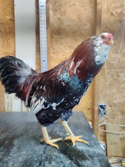 Chicken Breed Focus - Russian Orloff | BackYard Chickens