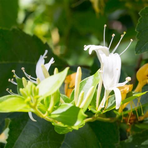 Lonicera Japonica Hall S Prolific Flowbo B V