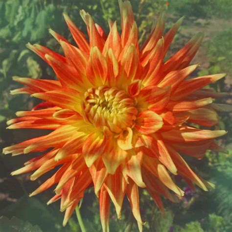 25 dahlia varieties to adore 💐 🌟 A comprehensive guide to these ...