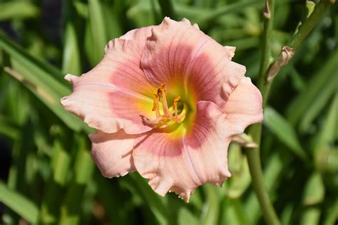 Janice Brown Daylily Hemerocallis Janice Brown In Boston Hopkinton