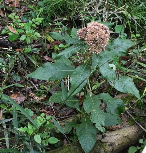 Camphor Weed From Richland County SC USA On October 20 2023 At 10 26