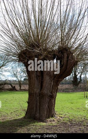 Pruning of a weeping willow Stock Photo - Alamy