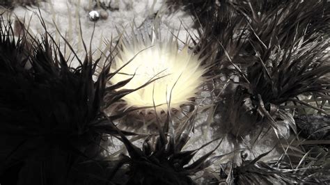 Fondos De Pantalla Luz De Sol Monocromo Flores Naturaleza Plantas