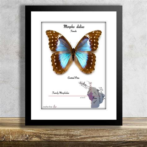 Morpho Didius Female Wingshape