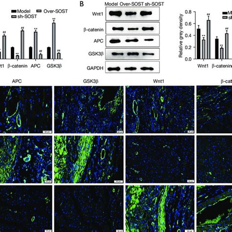 The Expression Of Wnt Signaling Marker Proteins Was Affected By Sost In