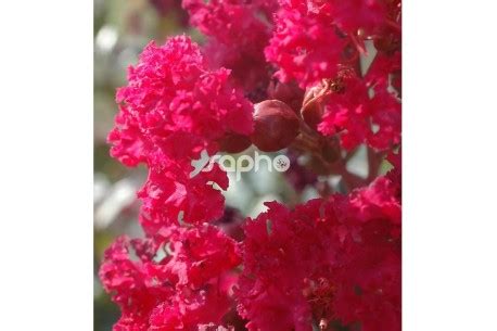 Lagerstroemia Indica BRAISE D ETE Indybra