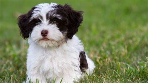 At What Age Is A Havanese Full Grown