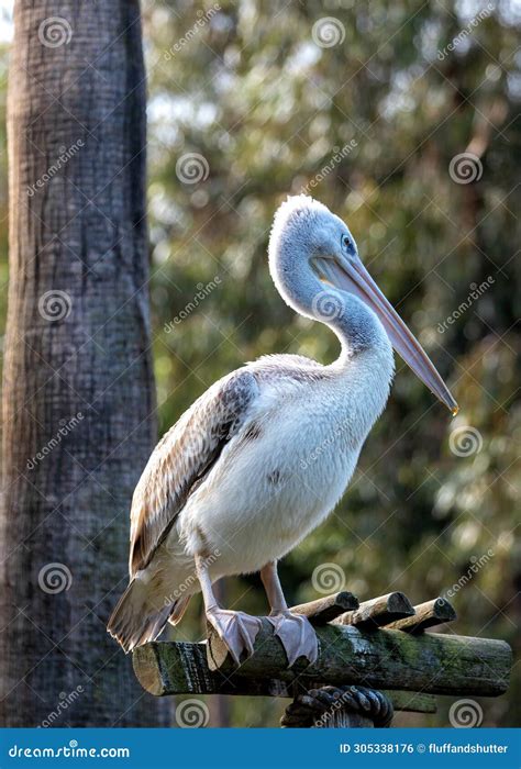 Pink Backed Pelican Pelecanus Rufescens In Senegal Stock Photo