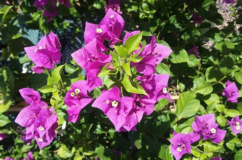 Bougainvillea Purple Queen - Harlow Gardens