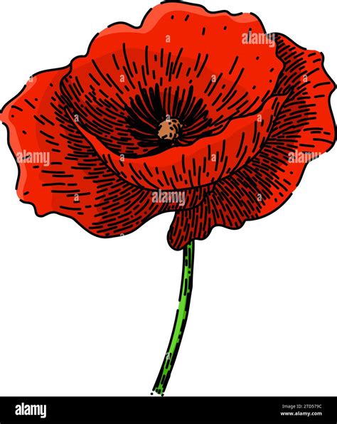 Nature Poppy Sketch Hand Drawn Vector Stock Vector Image Art Alamy