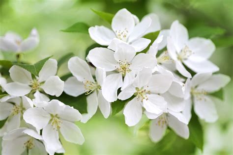 Best Fragrant Trees for Your Landscaping