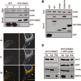 FRMD7 Interacts And Co Localizes With CASK At The Plasma Membrane In