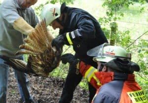 Feuerwehr Befreit Greifvogel Aus Zwangslage HP Feuerwehr Bruchsal