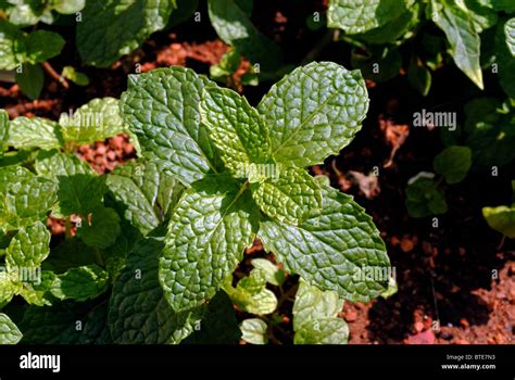 MINT MENTHA ARVENSIS Stock Photo Alamy