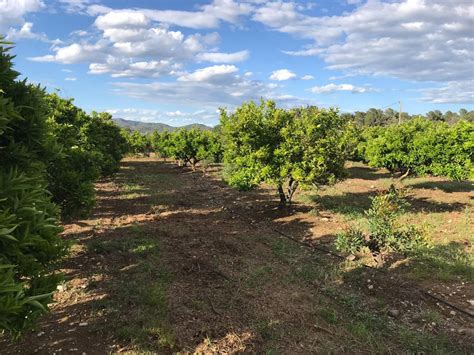 Comprar Finca R Stica En Masdenverge Finca De Naranjos Con Casa De