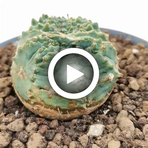 Euphorbia Obesa Tiger Form F Crestata Dicotomica Rare Form 14 Cm