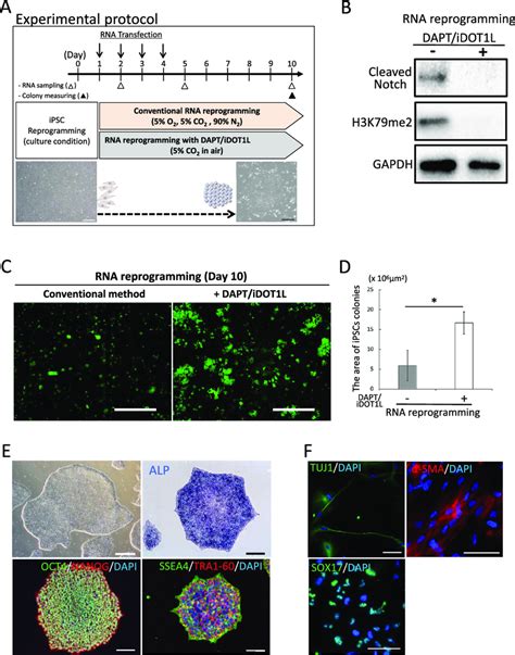 Characterization Of Human IPS Cells Using RNA Reprogramming With NOTCH