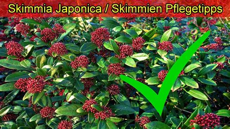 Skimmia Japonica Pflege Skimmie Richtig Pflegen D Ngen Standort