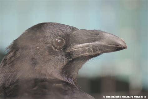 Image - Raven Head.jpg | British Wildlife Wiki | FANDOM powered by Wikia