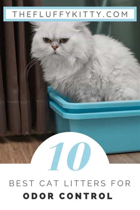 10 Best Cat Litters for Odor Control [By Price/Category] - The Fluffy Kitty