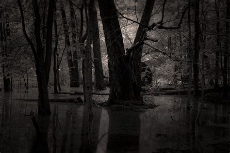 Dark Forest on Behance