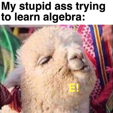 Alpaca memes shall rise higher than the boys! : r/dankmemes