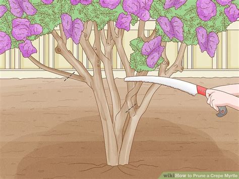 3 Ways To Prune A Crepe Myrtle Wikihow