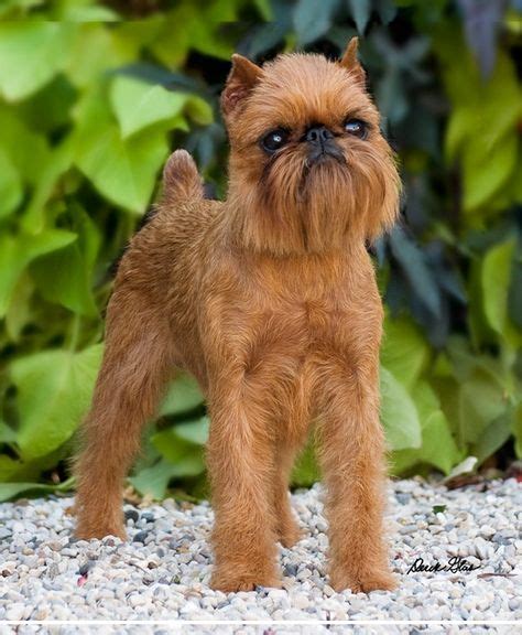 Brussels Griffon A Rarer Toy Breed Know For Their Expressive Faces And