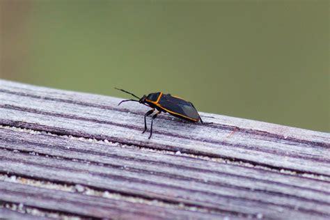 Chinche Largus Largus Succinctus Picture Insect