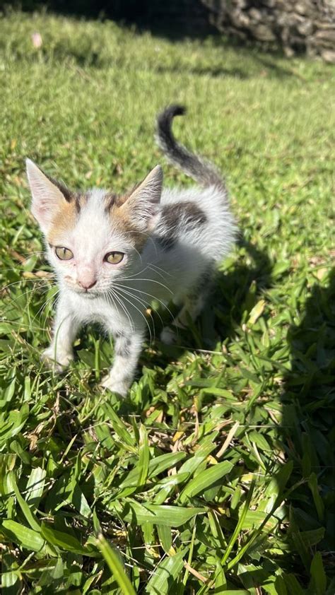 Gata Para Ado O Respons Vel Braga S O Jos De S O L Zaro E S O Jo O