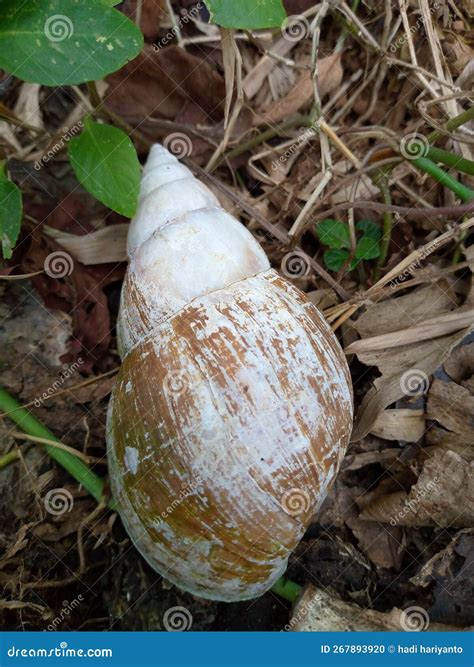 A Conch And A Big Hard Shell Stock Photo Image Of Large Shell 267893920