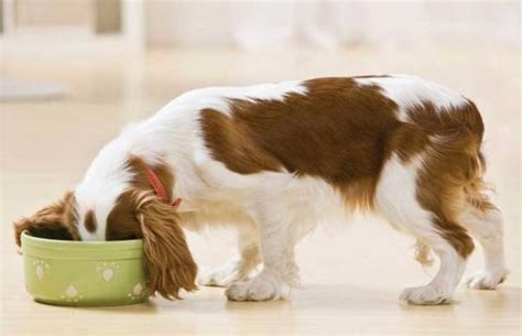 Rickets in Dogs - Causes, Symptoms and Treatment