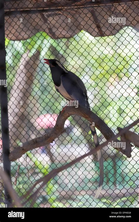 Red-billed blue magpie Stock Photo - Alamy