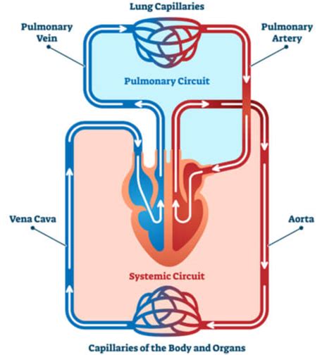 Pulmonary And Systemic Circuits Diagram Anatomy