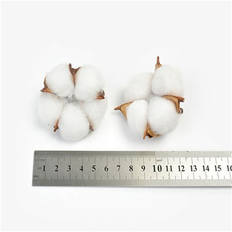 2 5 10 Pieces White Cotton Head 5cm Natural Kapok Head Dried Etsy