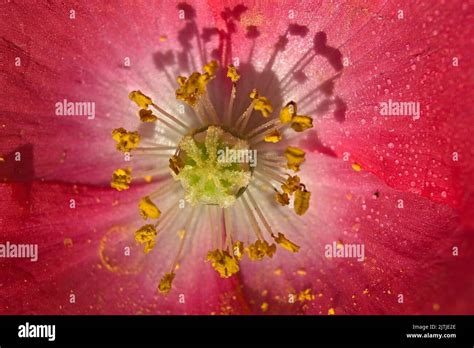 Centre Of A Poppy Hi Res Stock Photography And Images Alamy